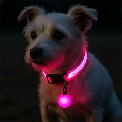 Collier lumineux pour chien | Visible & Serein