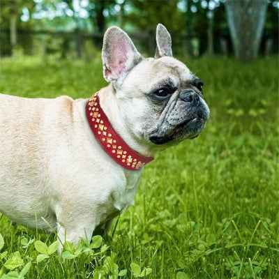Collier chien | Élégant Ajustable