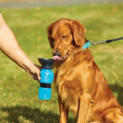 gourde pour chien bleu