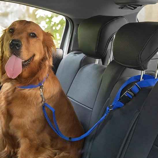 Laisse chien | Confort Securite
