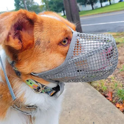 Muselière chien en maille gris