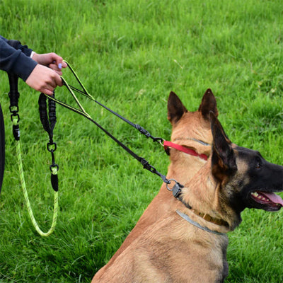 Double laisse pour chien sortie promenade - ErgoConfort