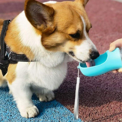 Gourde pour chien sans fuites
