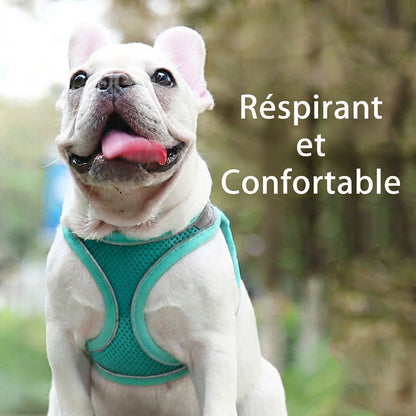 Harnais chiot avec laisse matiere respirante et ajustable