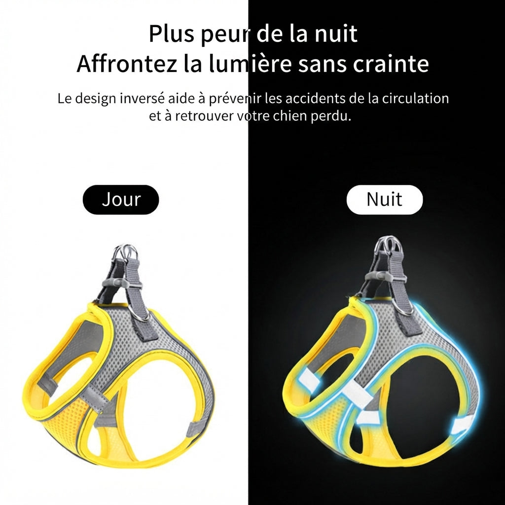 Harnais chiot avec laisse meilleur visibilite la nuit