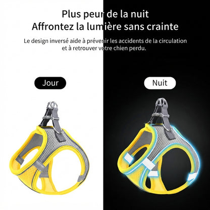 Harnais chiot avec laisse meilleur visibilite la nuit
