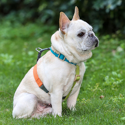 Harnais pour chien en H de poinçonnage
