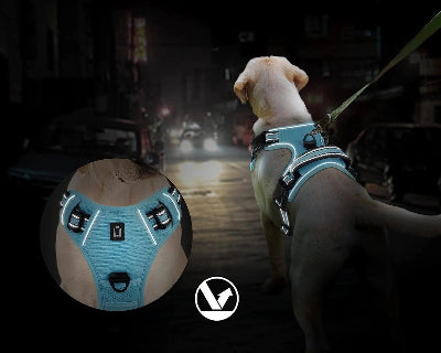 Harnais pour chien visible nuit