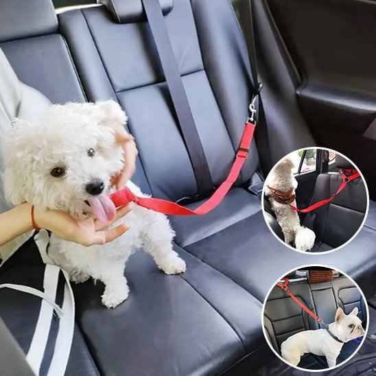 Laisse chien | Confort Securite