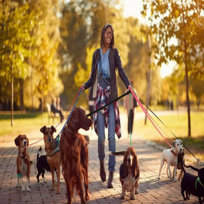 longe chien d'entainement en nylon sans produit chimique