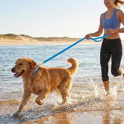 longe chien impermeable en pvc durable 