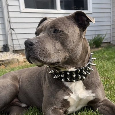 Collier Chien à pointes élégant et confortable 