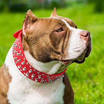 collier chien a pointes en couleur rouge