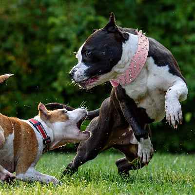 Collier Chien a pointes rembourrer et doux pour activité dynamique