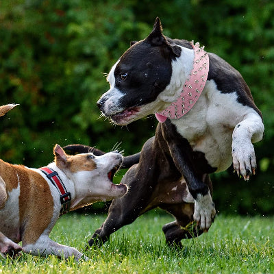 collier chien a pointes rembourrer et doux pour activité dynamique