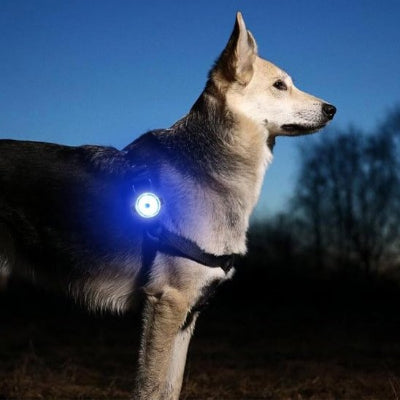 Collier chien comme lampe poche