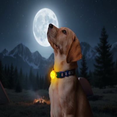 Collier chien confort