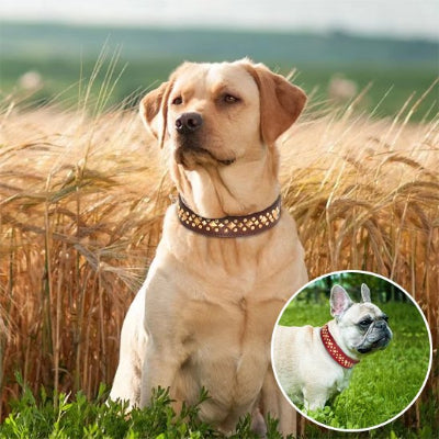 Collier chien confortable