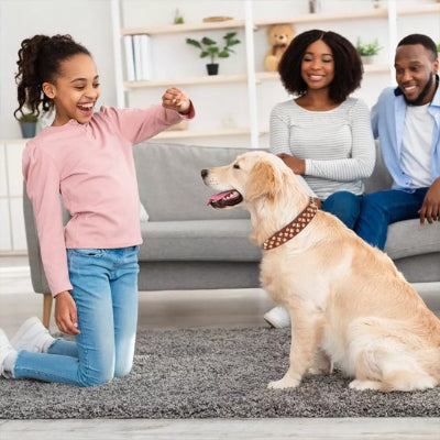 Collier chien cuir clouté