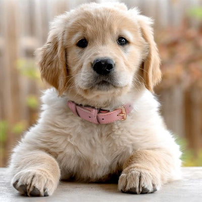 Collier chien doux ajustable