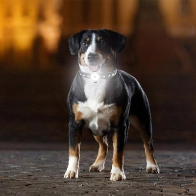 Collier chien éclairage éclatant