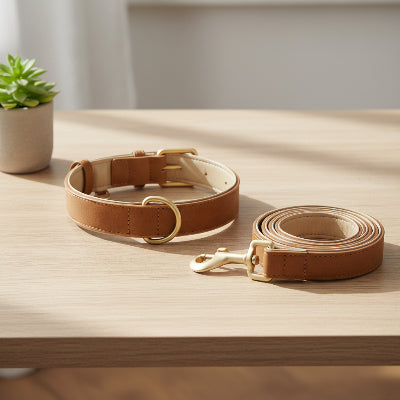 collier chien élegant en brun avec laisse