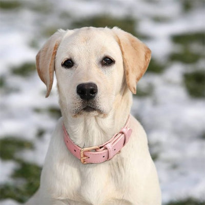 Collier chien eleganten cuir doux