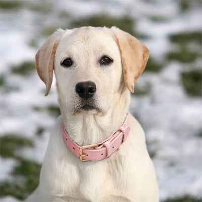 Collier chien |  Look Good, Stay Safe
