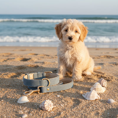 collier chien élegant en gris avec laisse