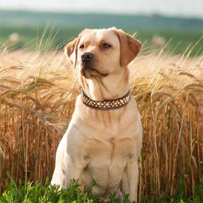 Collier chien élegant