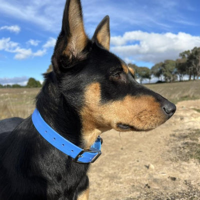Collier chien en biothane souple en bleue
