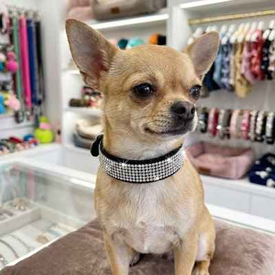 Collier Chien |Strass Réglable