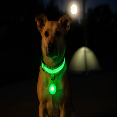 Collier chien lumineux avec pendentif