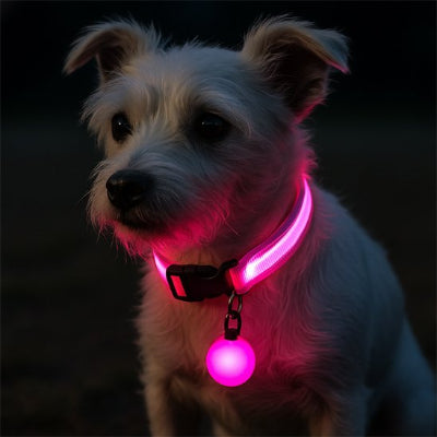 Collier chien lumineux chic 