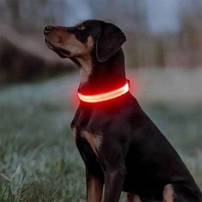 Collier chien lumineux solide 