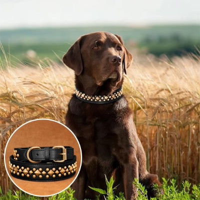 Collier chien noir