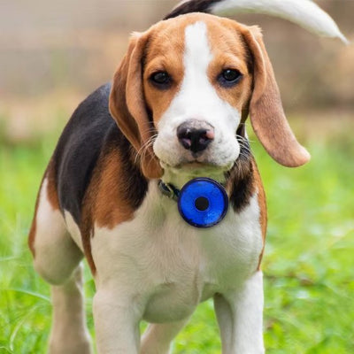 Collier chien pendentif lumineux