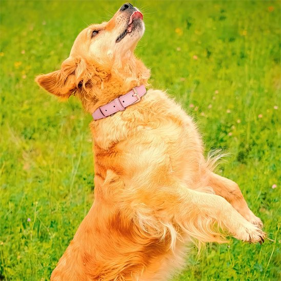Collier chien petit moyen grand