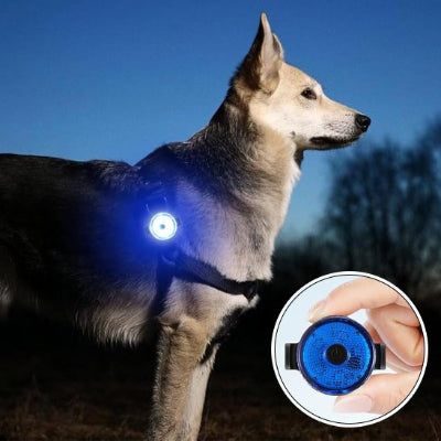 Collier chien pratique nuit