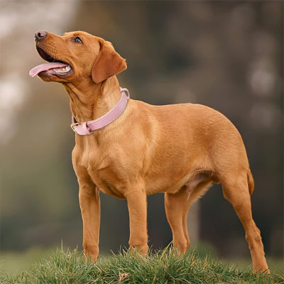 Collier chien reglable look elegant et securité