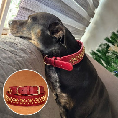 Collier chien rouge