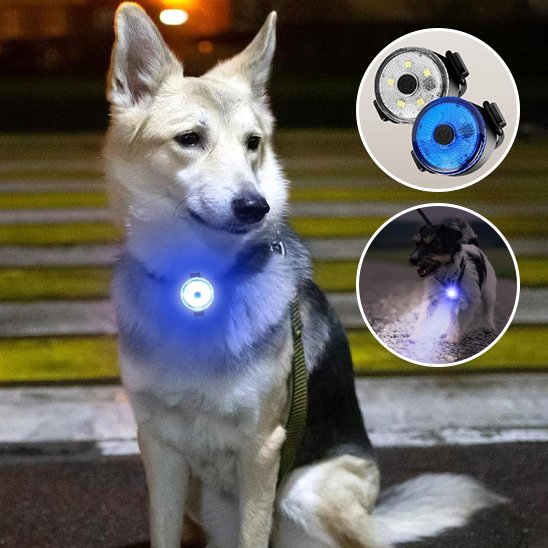 Collier chien visible 