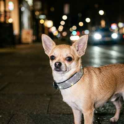 Collier Chien |Strass Réglable