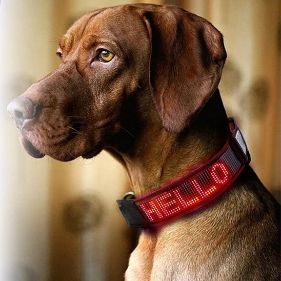 Collier lumineux chien Led mlticolors