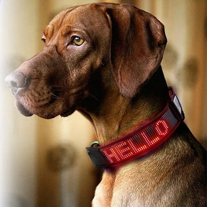 Collier lumineux chien Led mlticolors