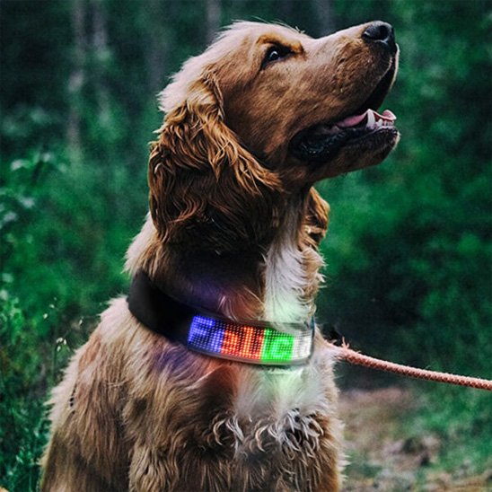 Collier lumineux chien programmable