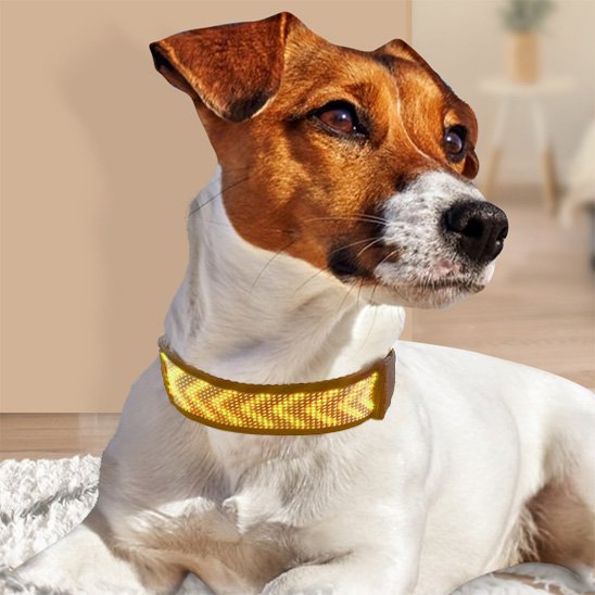 Collier lumineux chien rechargeable