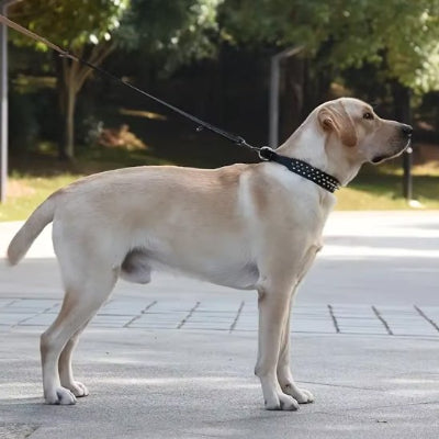 Collier pour chien à clous résistant