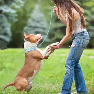 Collier pour chien à clous securité et confort