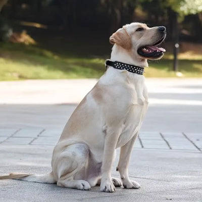 Collier pour chien à clous style rock éegance